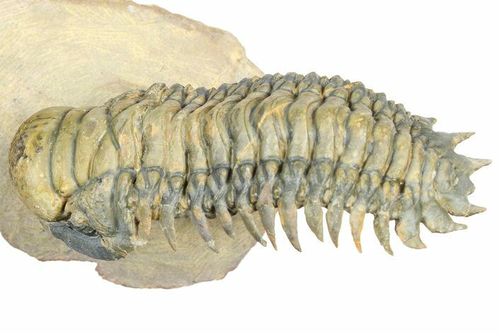 Flying Crotalocephalina Trilobite - Atchana, Morocco #359219